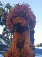 Mr. Hollister, a male Miniature Goldendoodle for sale in Miramar, FL – 4 of 5
