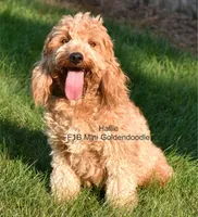 Ms. Dolly, a female Miniature Goldendoodle for sale in Miramar, FL – 3 of 4