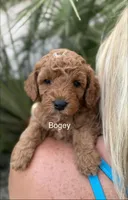 Mr. Bogey, a male Miniature Goldendoodle for sale in Miramar, FL – 3 of 6