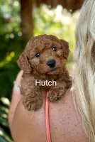 Mr Hutch, a male Miniature Goldendoodle for sale in Miramar, FL – 1 of 5