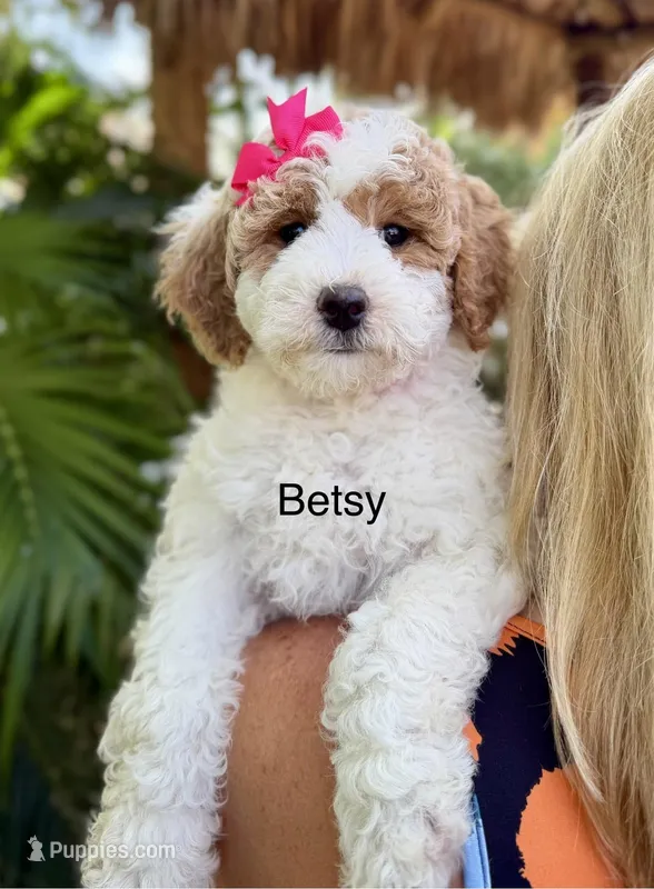 Mini Betsy