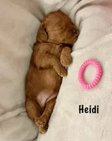 Ms Heidi, a male Miniature Goldendoodle for sale in Miramar, FL – 2 of 5