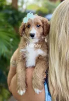 Mini Honey, a male Miniature Goldendoodle for sale in Miramar, FL – Photo 1 of 2