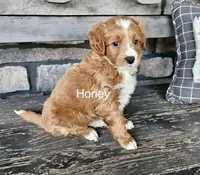 Mini Honey, a male Miniature Goldendoodle for sale in Miramar, FL – Photo 2 of 2