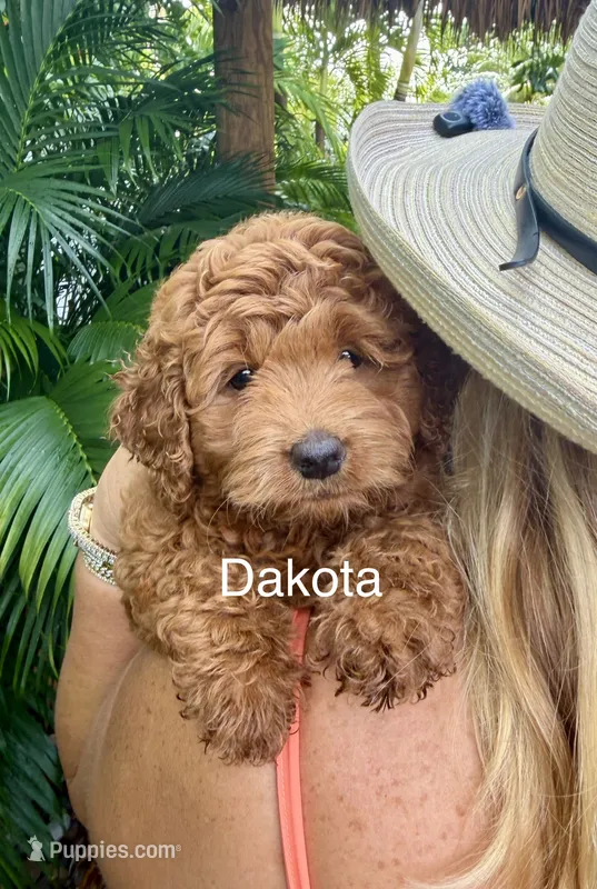 Dakota – Miniature Goldendoodle puppy for sale in Miramar, FL