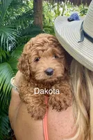Dakota, a male Miniature Goldendoodle for sale in Miramar, FL – 1 of 3