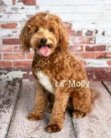 Ms Bella, a female Miniature Goldendoodle for sale in Miramar, FL – 2 of 3