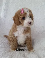 MInnie, a female Miniature Goldendoodle for sale in Miramar, FL – 2 of 4