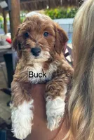 Mini Buck, a male Miniature Goldendoodle for sale in Miramar, FL – Photo 1 of 3
