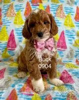 Mini Buck, a male Miniature Goldendoodle for sale in Miramar, FL – Photo 2 of 3