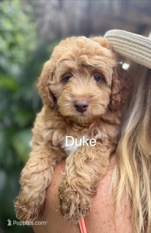 Duke – Miniature Goldendoodle puppy for sale in Miramar, FL