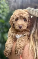 Duke, a male Miniature Goldendoodle for sale in Miramar, FL – 1 of 4