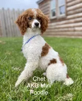Ace, a male Miniature Goldendoodle for sale in Miramar, FL – 3 of 4