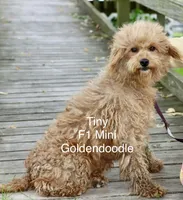 Art, a male Miniature Goldendoodle for sale in Miramar, FL – 3 of 4
