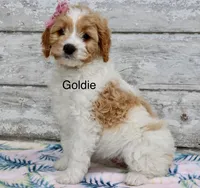 Goldie, a female Miniature Goldendoodle for sale in Miramar, FL – 2 of 4