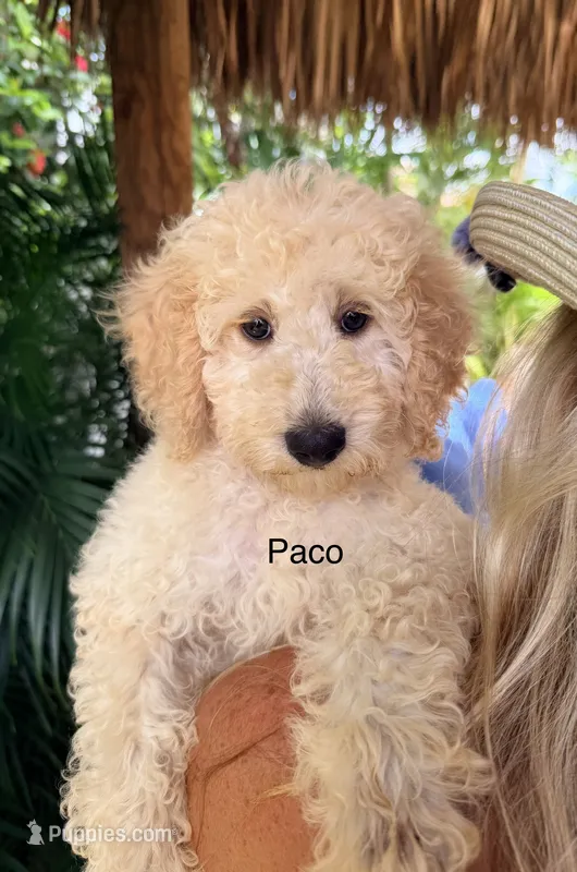 Mr. Paco – Miniature Goldendoodle puppy for sale in Miramar, FL