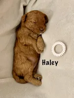 Ms Haley, a female Miniature Goldendoodle for sale in Miramar, FL – 2 of 5