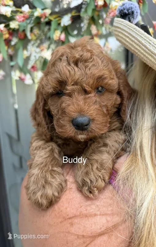 Mr. Buddy – Miniature Goldendoodle puppy for sale in Miramar, FL