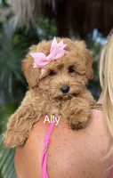 Micro Ally, a female Miniature Goldendoodle for sale in Miramar, FL – 1 of 3