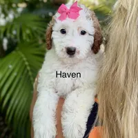 Mini Haven, a male Miniature Goldendoodle for sale in Miramar, FL – Photo 1 of 2