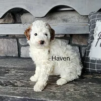 Mini Haven, a male Miniature Goldendoodle for sale in Miramar, FL – Photo 2 of 2