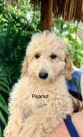 Mr. Paco, a male Miniature Goldendoodle for sale in Miramar, FL – 4 of 4