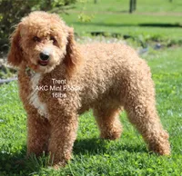 Ms. Dolly, a female Miniature Goldendoodle for sale in Miramar, FL – 4 of 4