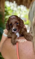 Mr. Reggie, a male Cavapoo for sale in Miramar, FL – 1 of 3