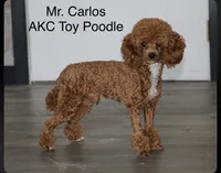 MInnie, a female Miniature Goldendoodle for sale in Miramar, FL – 3 of 4