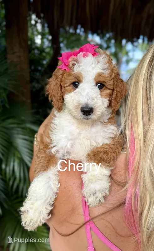 Ms Cherry – Miniature Goldendoodle puppy for sale in Miramar, FL