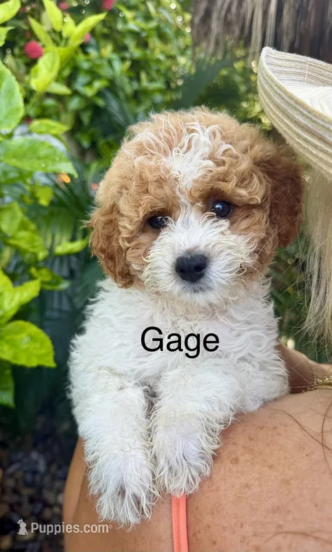 Gage – Miniature Goldendoodle puppy for sale in Miramar, FL