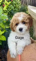 Gage, a male Miniature Goldendoodle for sale in Miramar, FL – 1 of 4