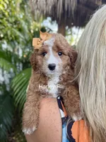 Mini Harley, a male Miniature Goldendoodle for sale in Miramar, FL – Photo 1 of 2