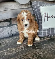 Mini Harley, a male Miniature Goldendoodle for sale in Miramar, FL – Photo 2 of 2