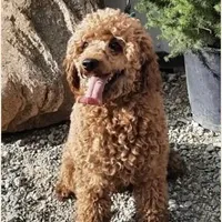 Mini Wilson, a male Miniature Goldendoodle for sale in Miramar, FL – Photo 2 of 3