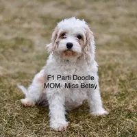 Mini Wilson, a male Miniature Goldendoodle for sale in Miramar, FL – Photo 3 of 3