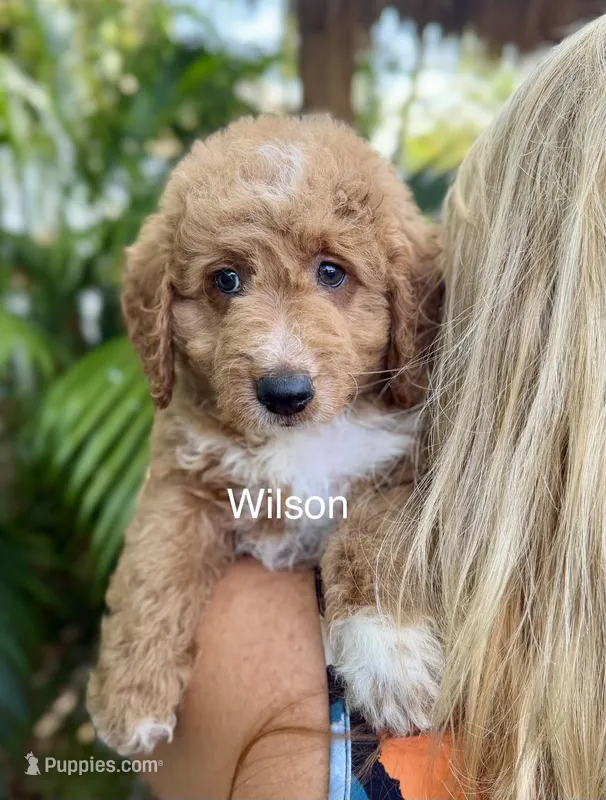 Mini Wilson