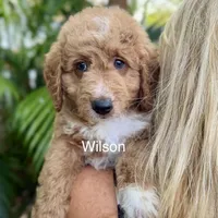 Mini Wilson, a male Miniature Goldendoodle for sale in Miramar, FL – Photo 1 of 3