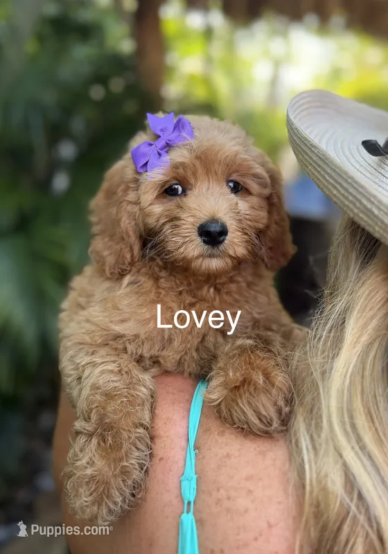 Ms Lovey – Miniature Goldendoodle puppy for sale in Miramar, FL