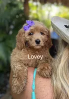 Ms Lovey, a female Miniature Goldendoodle for sale in Miramar, FL – 1 of 3
