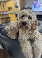 MS Honey, a female Miniature Goldendoodle for sale in Miramar, FL – 4 of 5