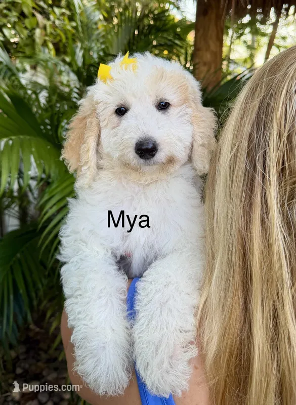 Mini Mya