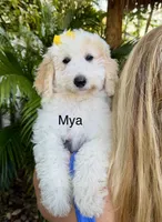 Mini Mya, a female Miniature Bernedoodle for sale in Miramar, FL – Photo 1 of 7