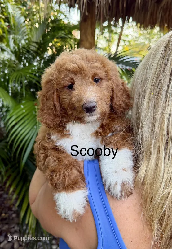 Mini Scooby