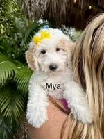 Mini Mya, a female Miniature Bernedoodle for sale in Miramar, FL – Photo 2 of 7