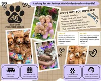 Mini Mya, a female Miniature Bernedoodle for sale in Miramar, FL – Photo 5 of 7