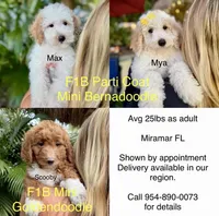 Mini Mya, a female Miniature Bernedoodle for sale in Miramar, FL – Photo 4 of 7