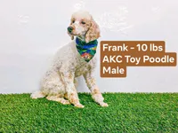 Mini Mya, a female Miniature Bernedoodle for sale in Miramar, FL – Photo 6 of 7