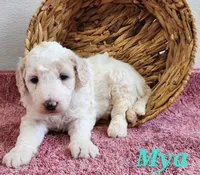 Mini Mya, a female Miniature Bernedoodle for sale in Miramar, FL – Photo 3 of 7