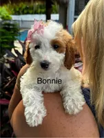 Micro Bonnie, a female Miniature Goldendoodle for sale in Miramar, FL – Photo 1 of 3